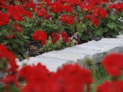 Landscape Design Services 3