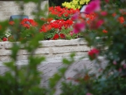 Landscape Design Services 4
